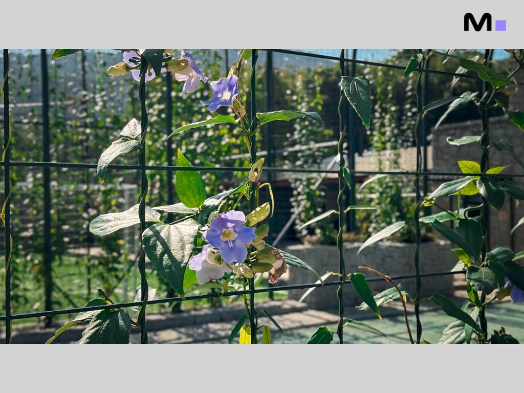 Flores roxas vibrantes trepando na cerca do Condomínio Vale das Pedras. Natureza exuberante.